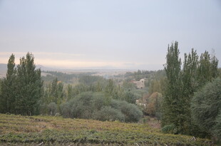 田园风光中的挺拔树木