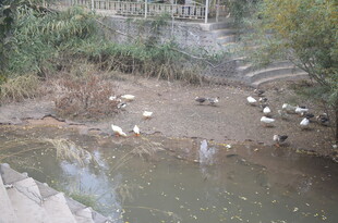 溪边群鹅嬉戏场景