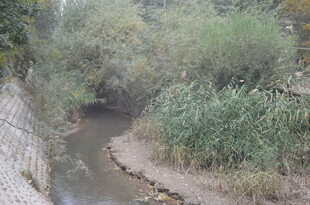 蜿蜒小河旁的葱郁植被