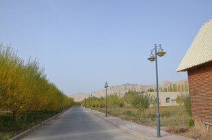 乡村道路旁的秋日景致