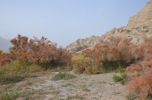 秋日荒野植被景观