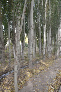 秋日林间小道 树木林立