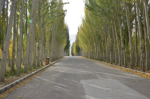 林间笔直的柏油小路