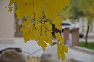 枝头黄叶间的灵动小鸟