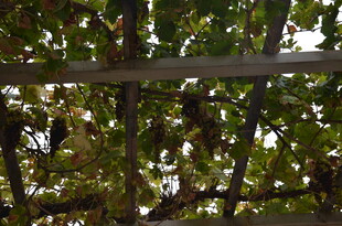 木架上繁茂的绿叶