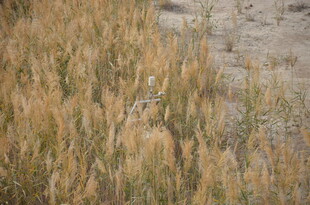 金黄芦苇荡 自然之美景