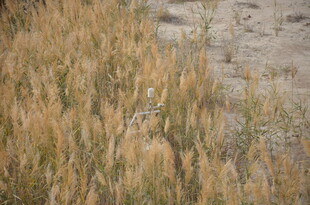 金黄芦苇丛中的自然景致