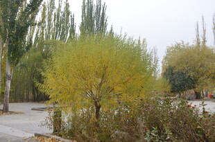 秋日路旁黄绿相间的树木