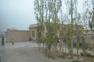 乡村院落旁的树木景观