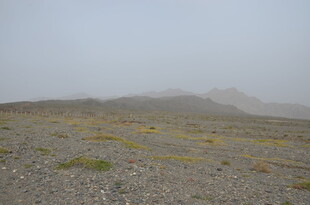 荒凉戈壁中的稀疏植被