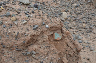 蚂蚁在土中忙碌觅食