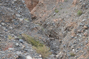 岩石沟壑中的零星植被