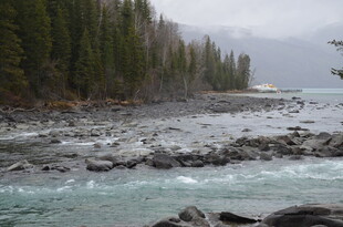山间溪流旁的茂密树林