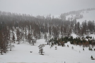 冬日雪景中的静谧山林