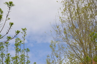 春日树梢 蓝天相伴