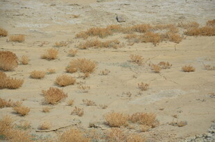 沙漠中的稀疏枯黄植被