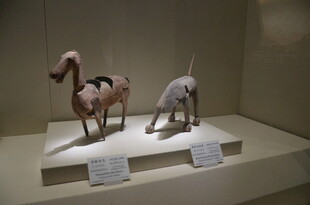古代陶制动物雕塑展品