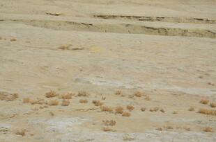 沙滩上的动物脚印痕迹