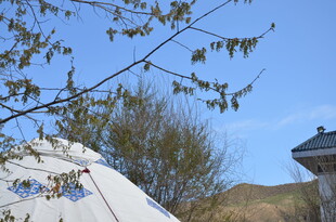 户外帐篷旁的绿植与蓝天