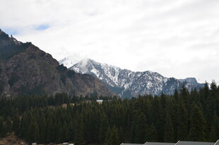 雪山下的茂密森林景观