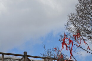 木栏旁飘着红丝带的树