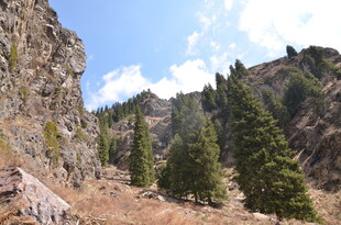 山间景色 峭壁与树木