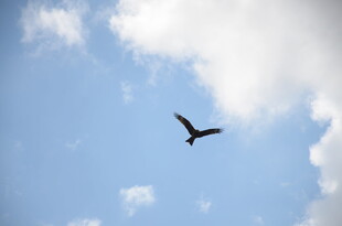 蓝天中翱翔的飞鸟