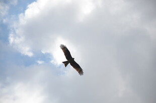 天空中翱翔的飞鸟