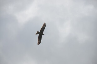 天空中翱翔的飞鸟