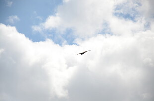 天空中飞翔的鸟儿