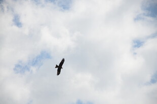 天空中翱翔的飞鸟