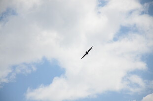 蓝天中翱翔的飞鸟