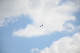 蓝天中翱翔的飞机