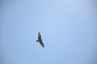 蓝天中翱翔的飞鸟