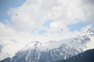 雪山蓝天飞鸟壮丽景致