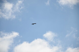 蓝天中翱翔的飞鸟