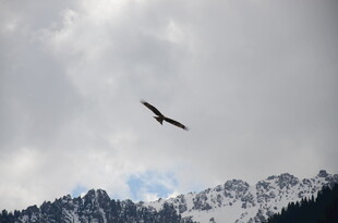 高山之上雄鹰展翅翱翔