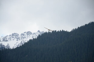 山林间的雪山与飞鸟