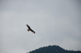 天空中翱翔的雄鹰