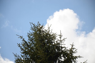 蓝天绿树间的清新景致