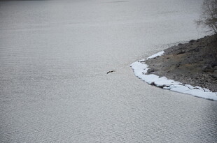 冰封湖面岸边残雪景象