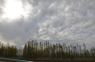 公路旁的树林与多云天空