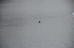 雪地中孤独的行者