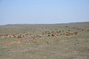 草原上的动物群