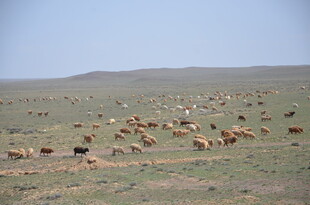 草原上的牛群悠然觅食