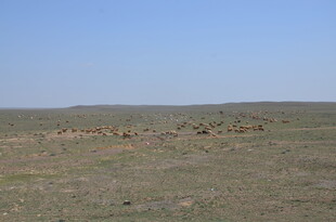 广袤草原上的稀疏建筑