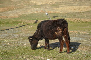 草原上低头吃草的黑牛