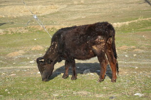 草原上低头吃草的黑牛