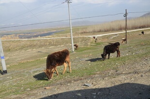 草原上的牛群悠闲吃草
