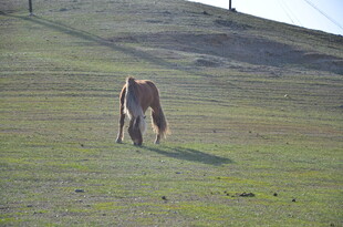 草原上独行的骏马